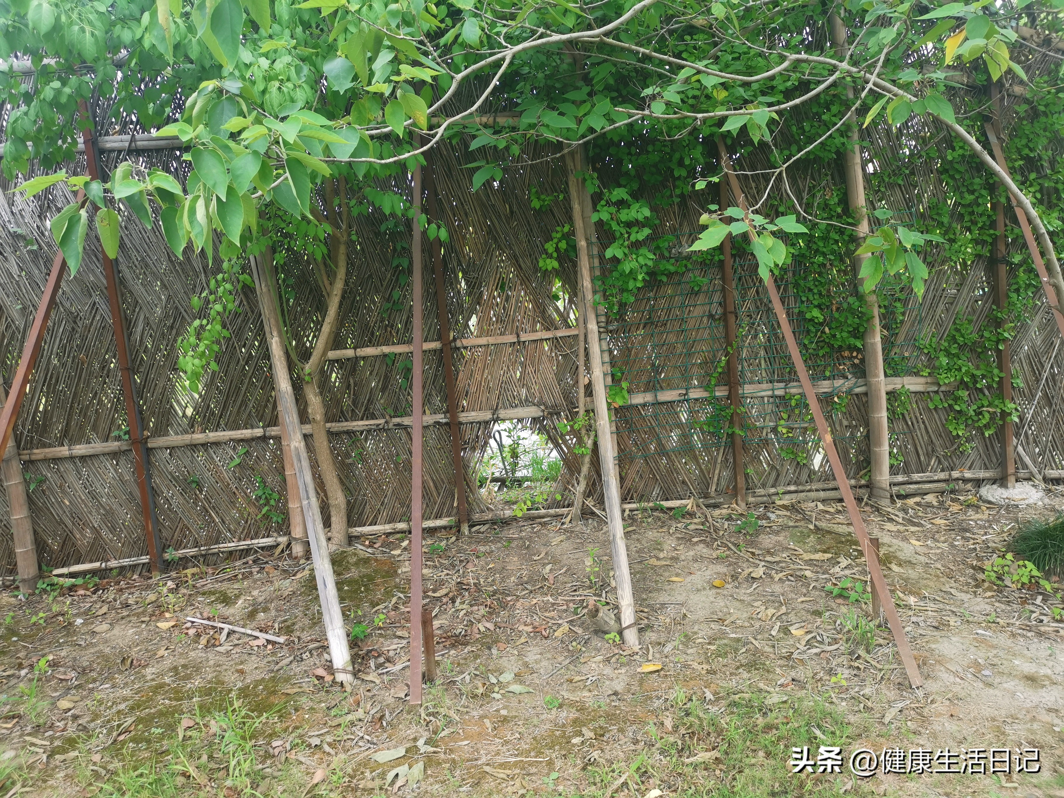 上海三林的公园,上海浦东三林公园在哪里