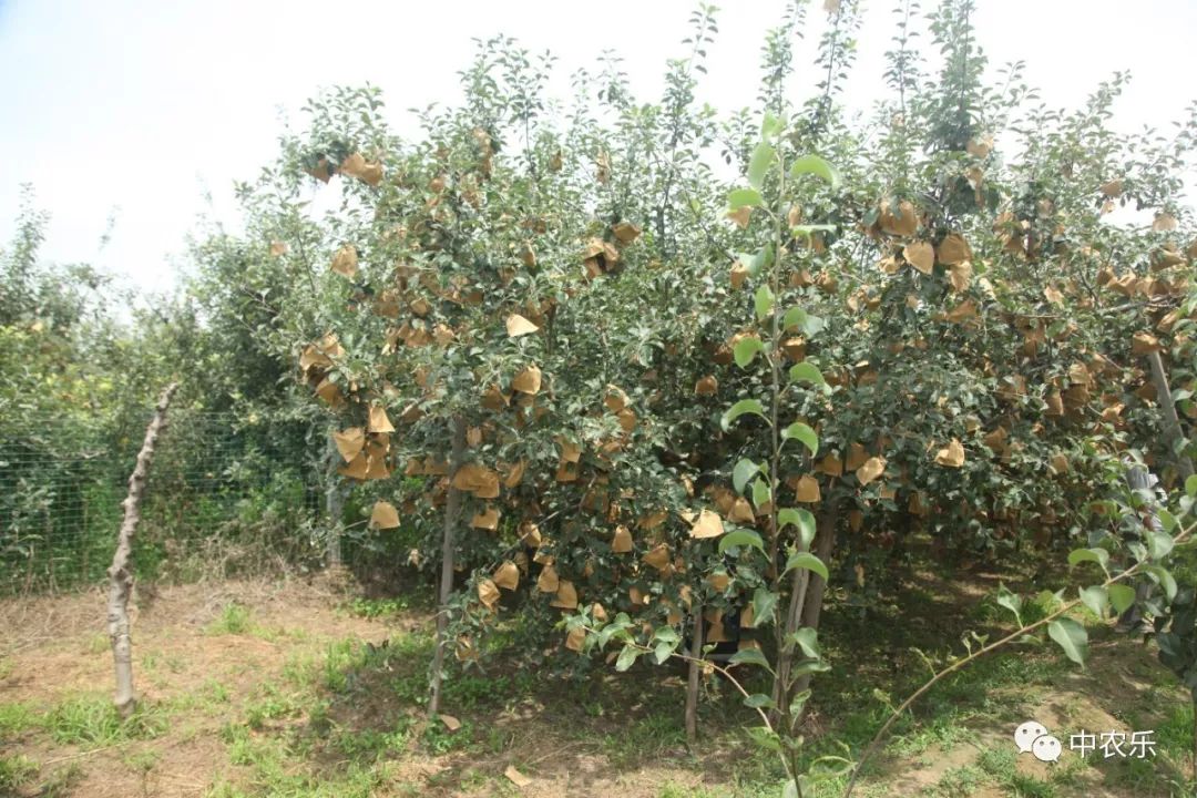 树上直立长条太多，什么时候疏不冲芽