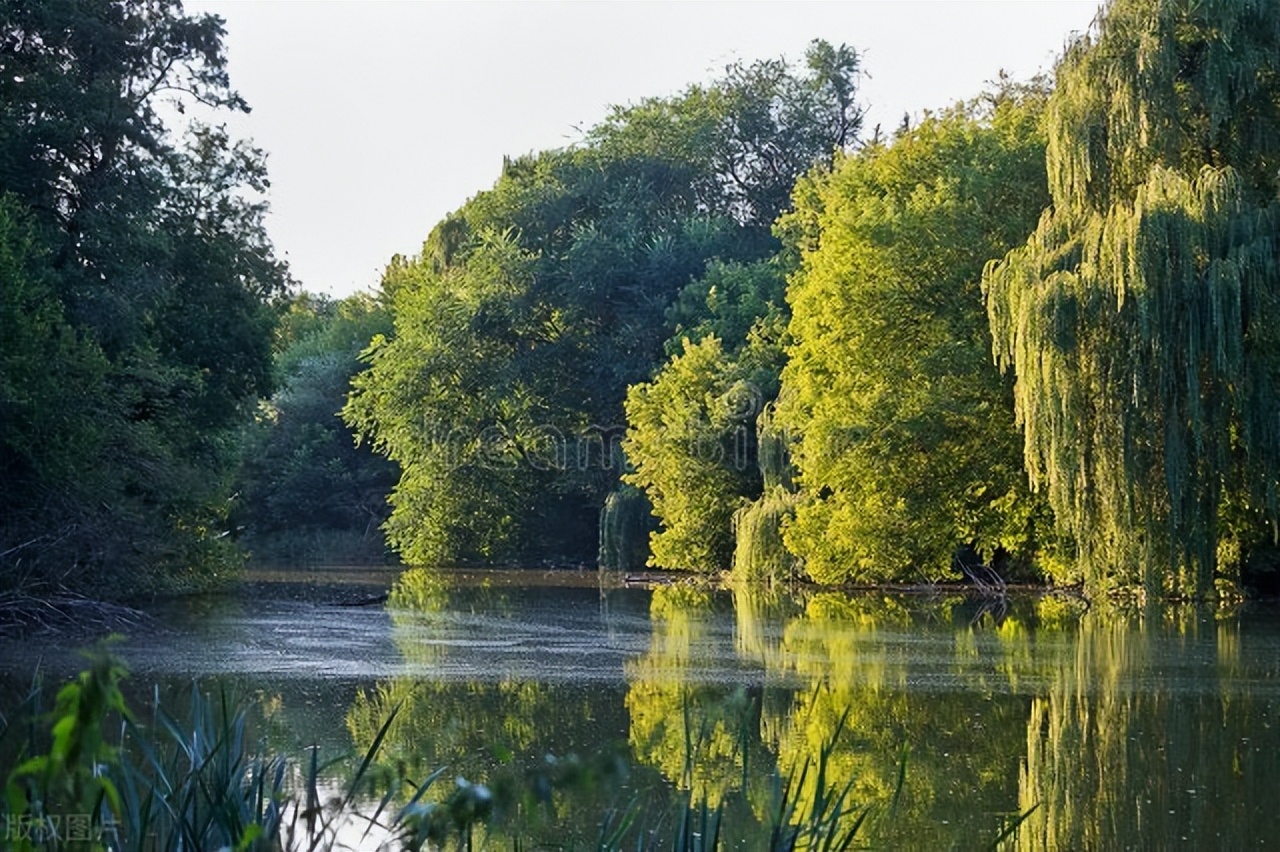 柳树枝的诗词,写柳树最经典的古诗词