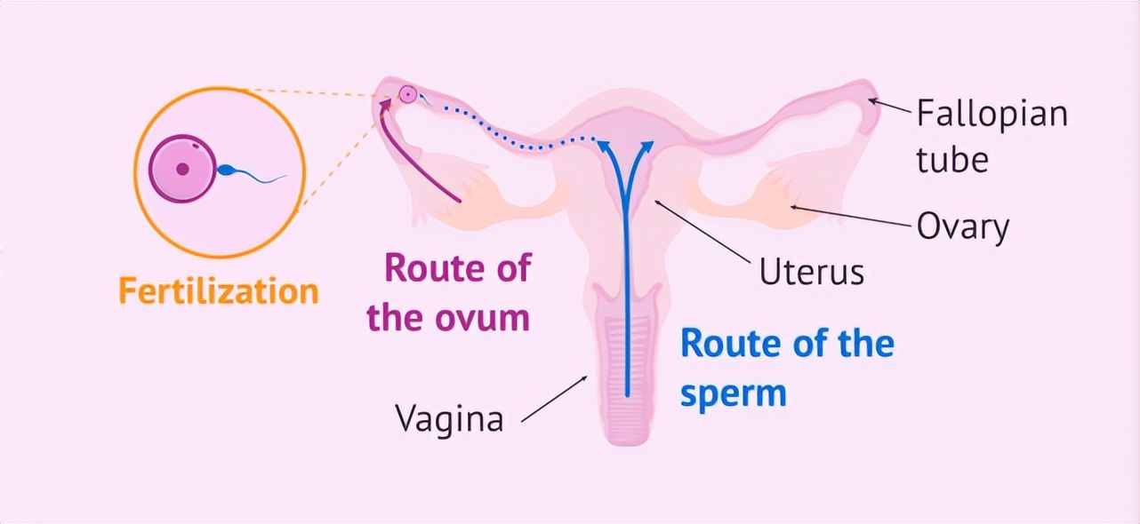 首款口服短效男用按需避孕药即将面世？为时尚早