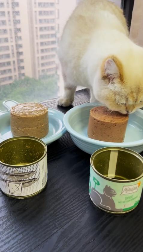 猫咪最喜欢的五件事,猫咪最喜欢的几样东西图片