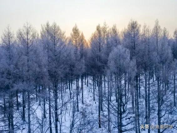 数九天从哪一天开始算,数九天怎么算出来的