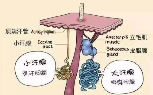祛除狐臭腋臭,祛除腋臭