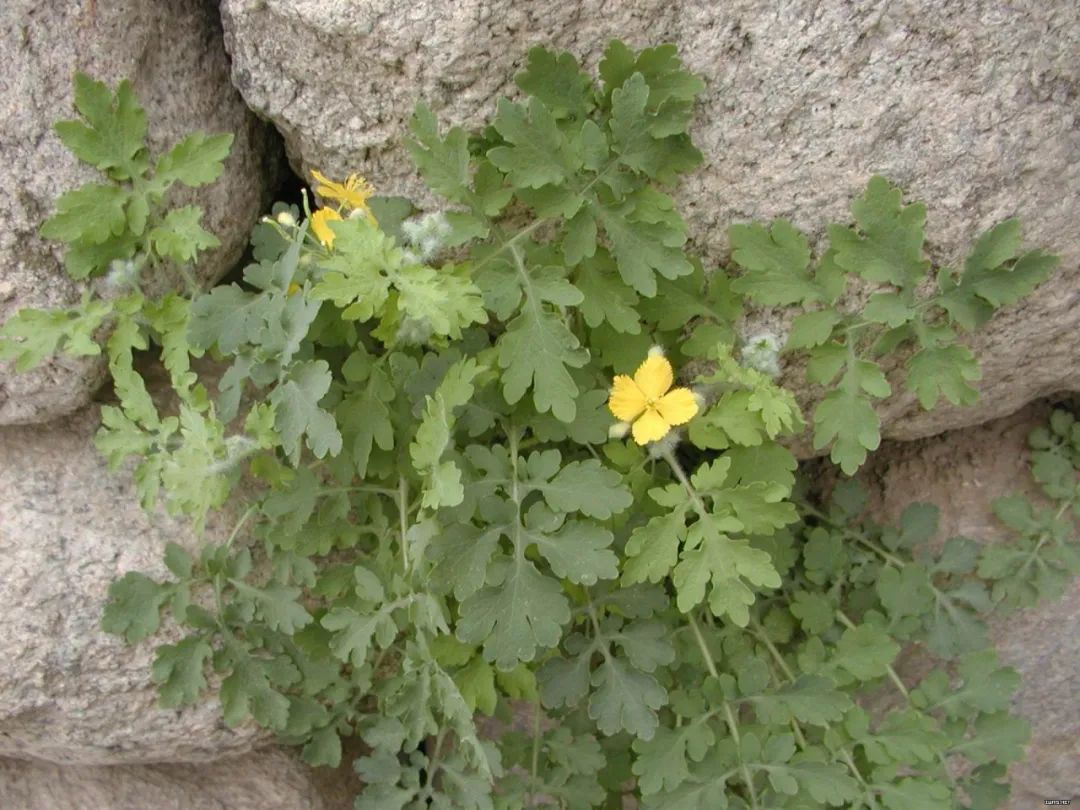 目前农村种植啥最赚钱呢,农民现在种植什么收益高