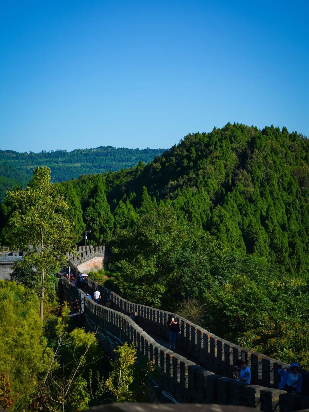金鸡菊花海旅游攻略,金鸡菊花海美景