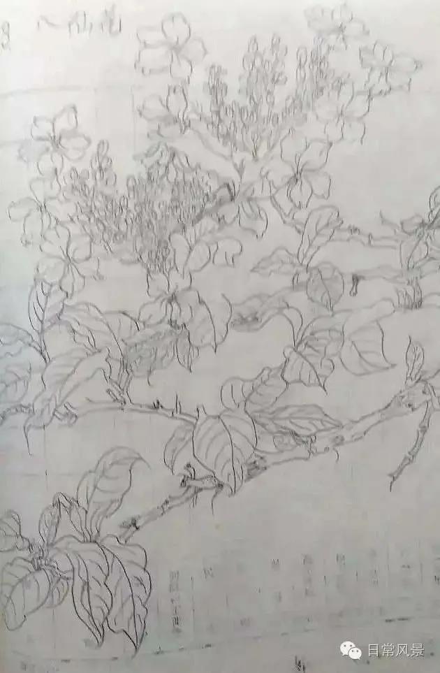 婆婆画画,婆婆画画教程