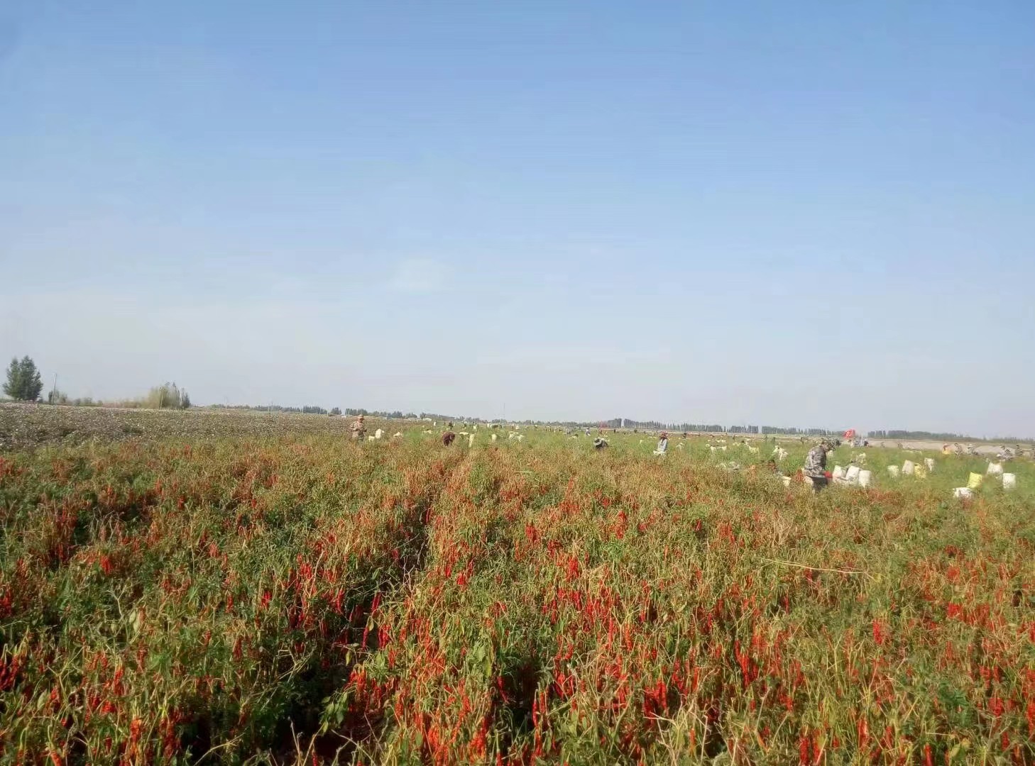 新疆农业大学在疆排名,全国教学评估新疆农业大学