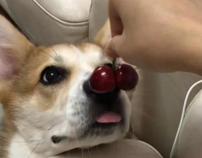 狗狗吃水果注意什么,夏天给狗狗吃冰块好吗