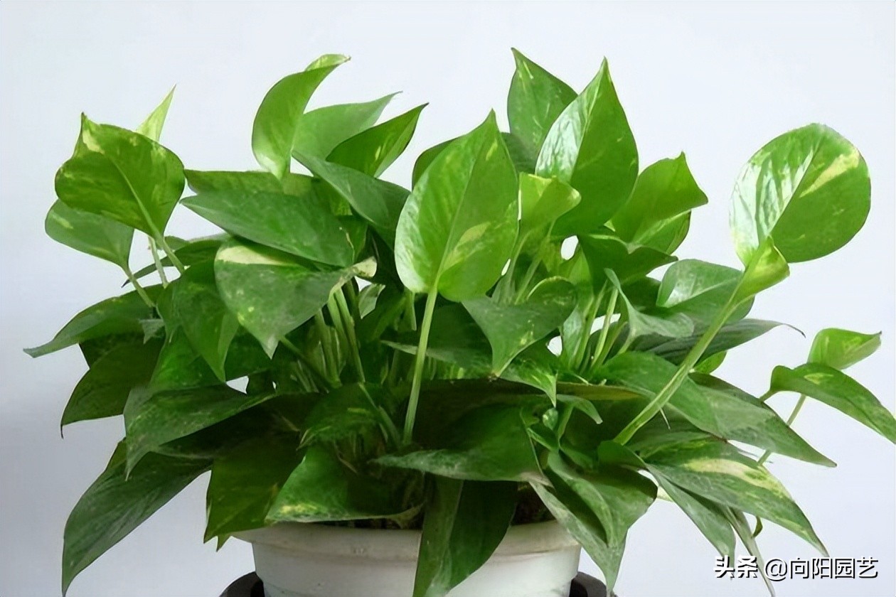 淘米的水能浇绿萝吗,淘米的水可以浇绿萝吗