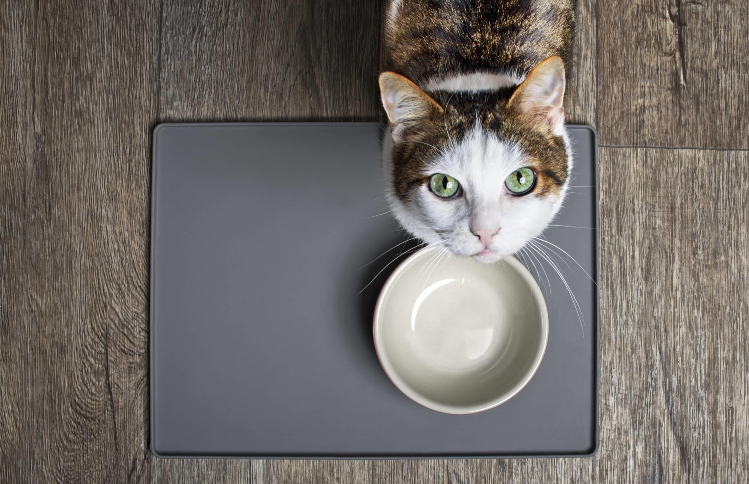 宠物腹泻诊断思路,宠物腹泻处方