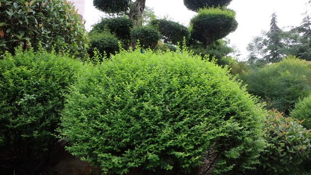 小叶女贞盆景,小叶女贞