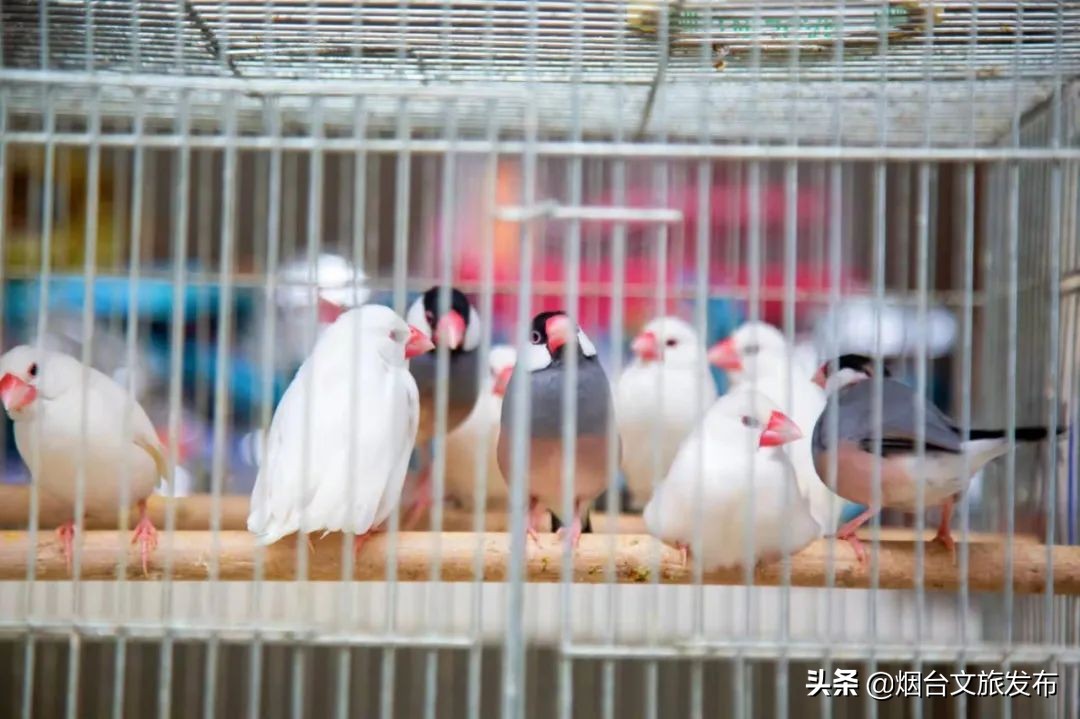 烟台祥和花鸟市场,烟台花鸟市场