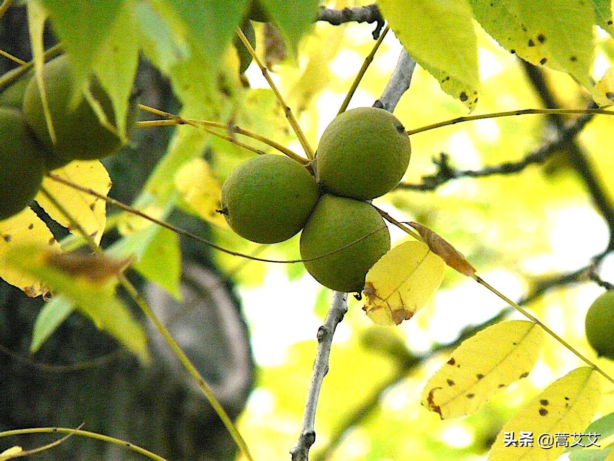 哈利波特全魔杖,哈利波特十大最强魔杖图片