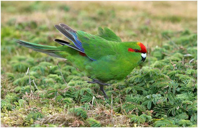 红额鹦鹉讲话,蓝色经典鹦鹉品种图片欣赏