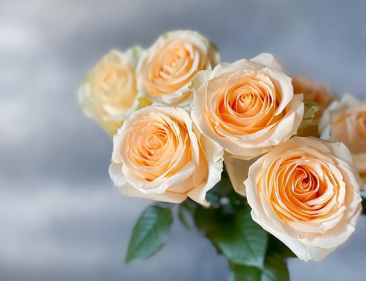 买花的渠道,买花怎么选择最好