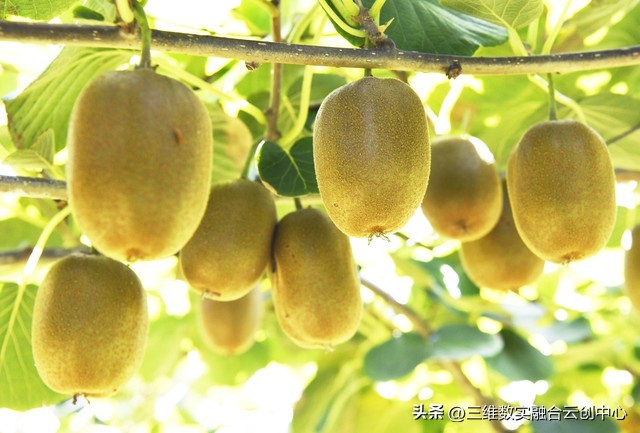 新型家庭农场的致富路,家庭农场的发展红利又将迎来高潮