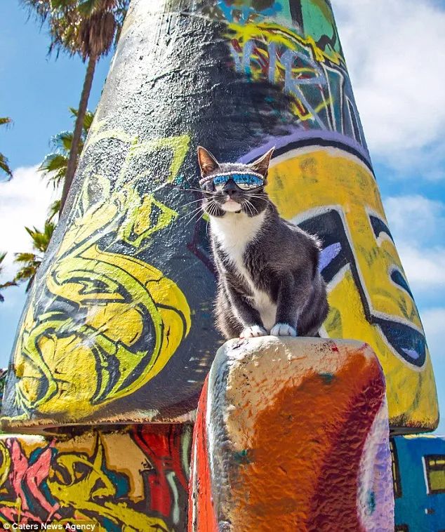 天生没眼睛的猫咪,天生没有眼睛的猫