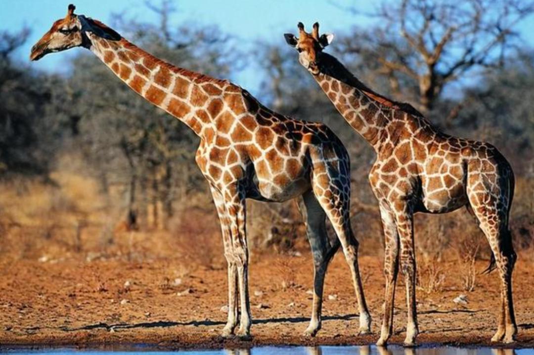 长颈鹿踢飞狮子,狮子偷袭长颈鹿长颈鹿使出杀手锏