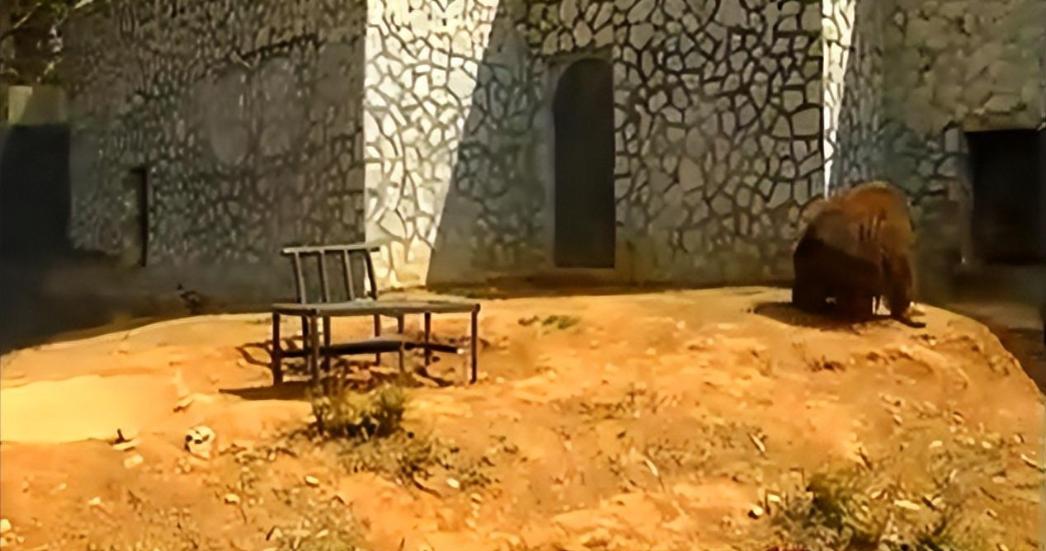 动物园大猩猩健身,大猩猩吃东西变瘦