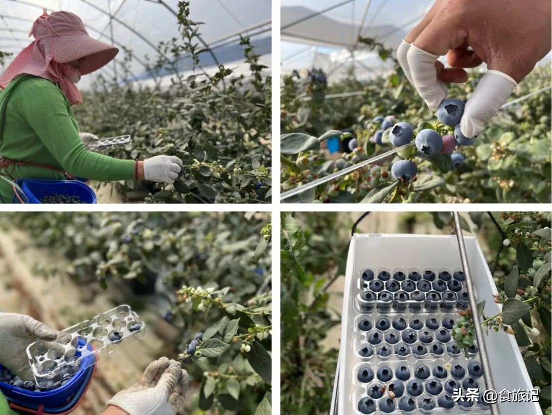 对不起蓝莓,再也不说你只能当摆盘用了