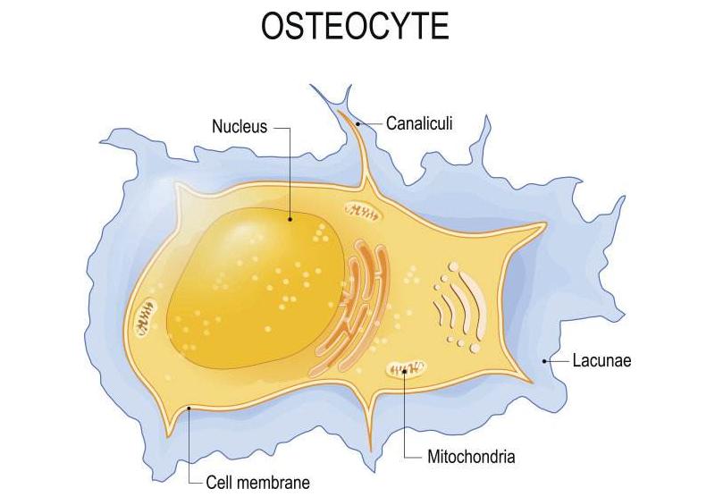 人人都离不开骨骼变老！衰老对骨骼有何影响？医生教你4招应对