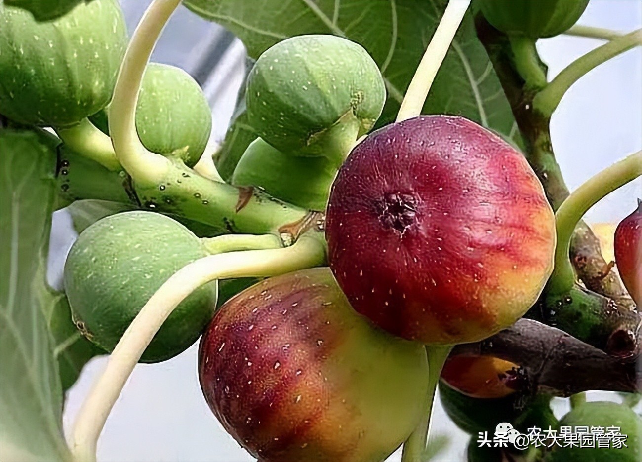 无花果的栽培技术,无花果树苗栽培技术