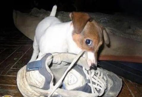 天真宠物狗,为什么狗狗狠狠地咬主人的鞋