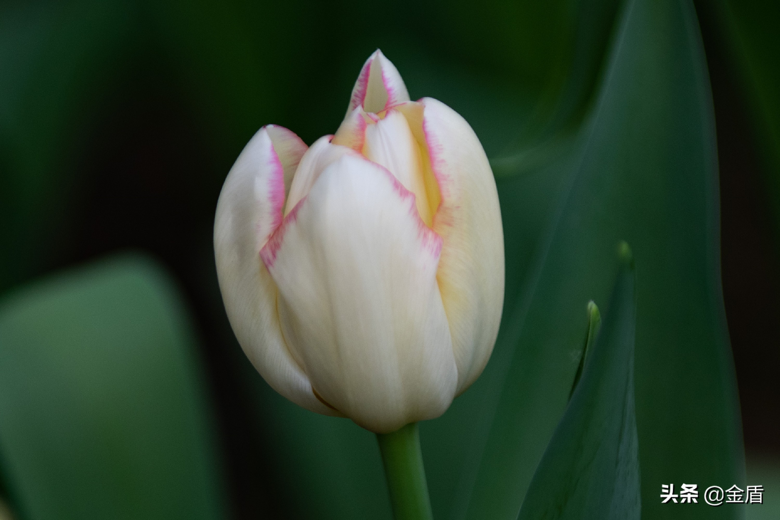 粉红皇后郁金香,花中皇后郁金香全集