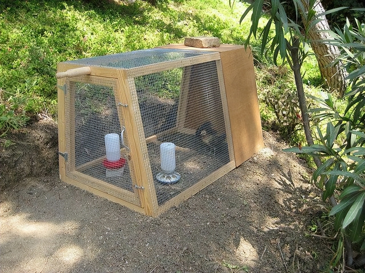 广东老太太捡了一只猫,广东老太上山捡了只小猫