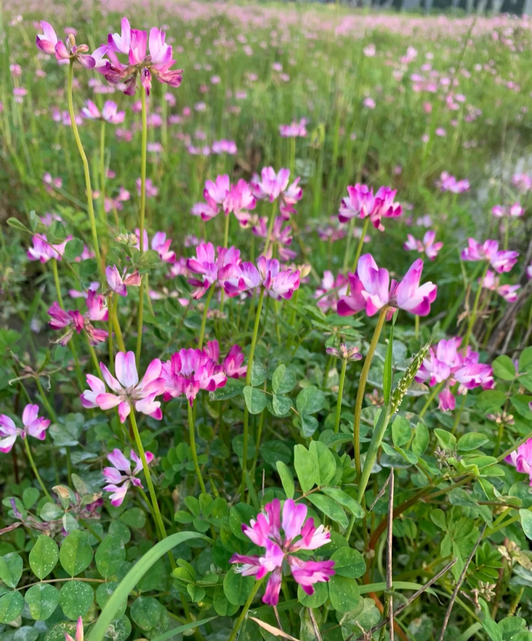 清明期间开的野花有哪些,清明节野花