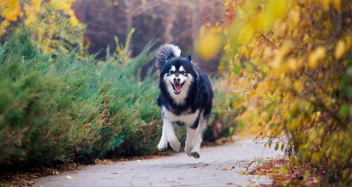 劝你不要养阿拉斯加！看完这几点你就知道为什么了