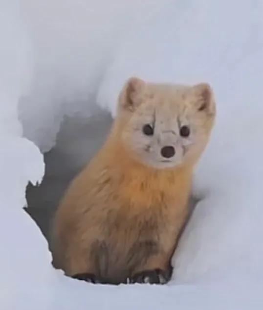 养宠物貂需要给它洗澡吗,养宠物貂有哪些常识