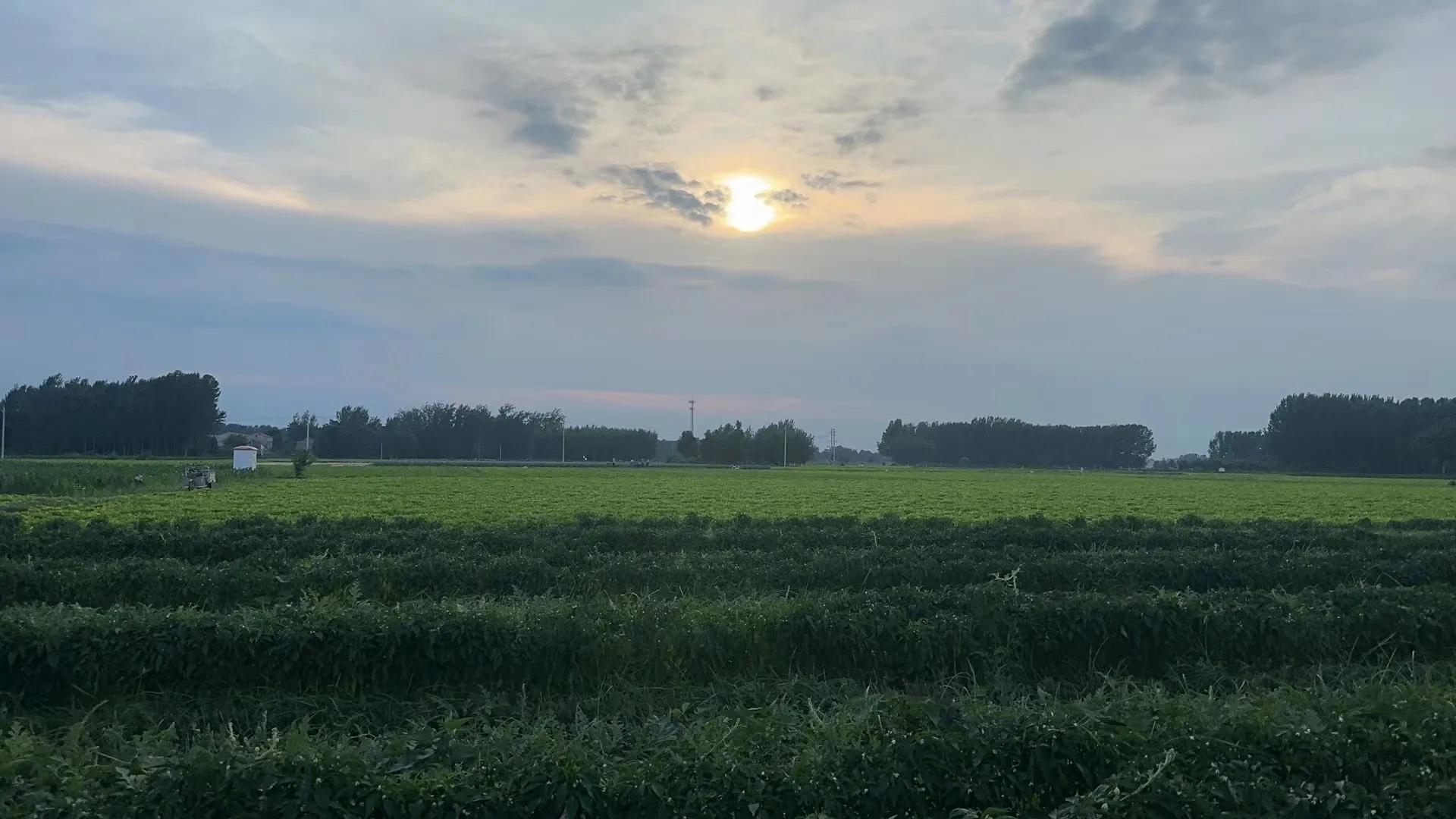 田园风光,田园风光诗词100首