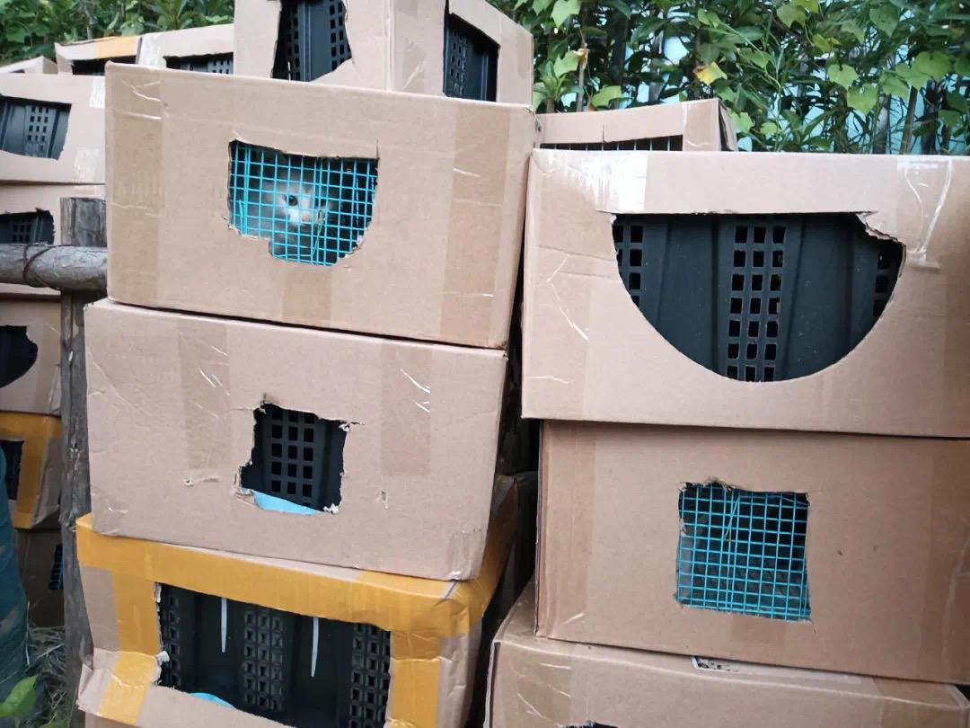 淘宝盲盒最新政策,淘宝盲盒有监管吗