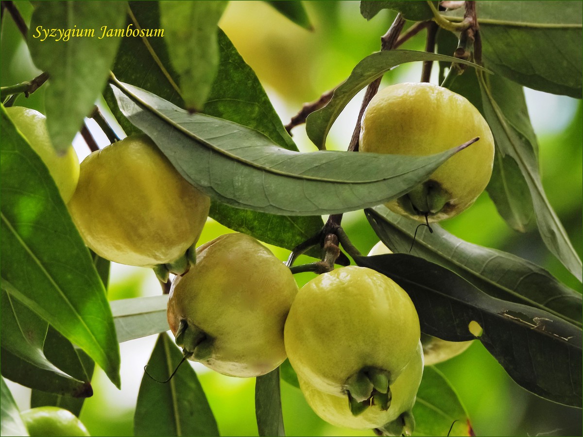 绿化带的水果吃了会怎么样,广东绿化带上的各种水果可以摘吗