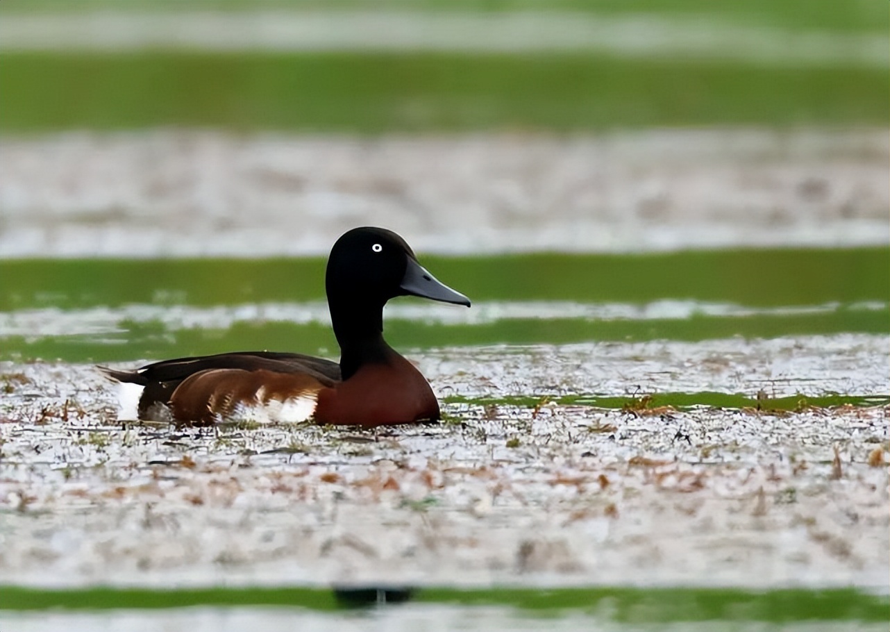 广东发现珍稀罕见野生动物,珍稀动物视频