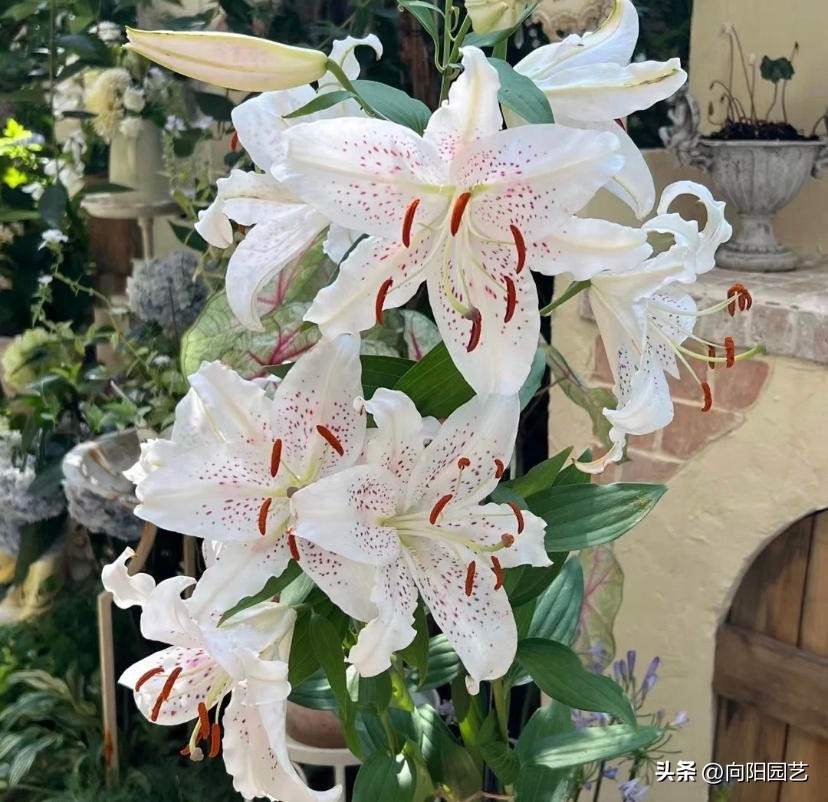 盆栽的百合花怎么养才多开花,庭院种百合花应注意些什么