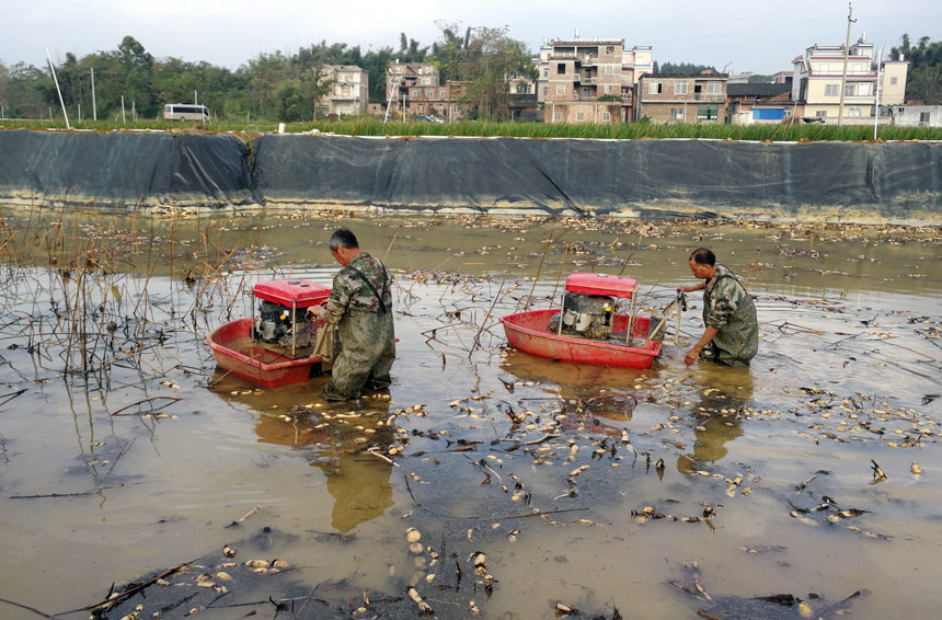 平川镇农旅融合助推乡村振兴提速,平桂区扶贫活动