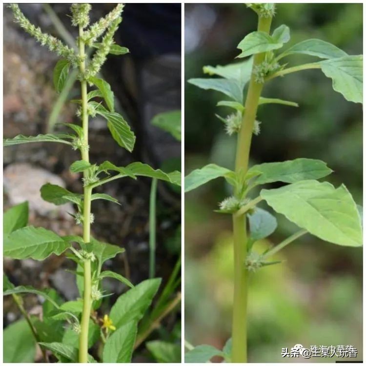 石家庄挖野菜攻略,挖野菜攻略