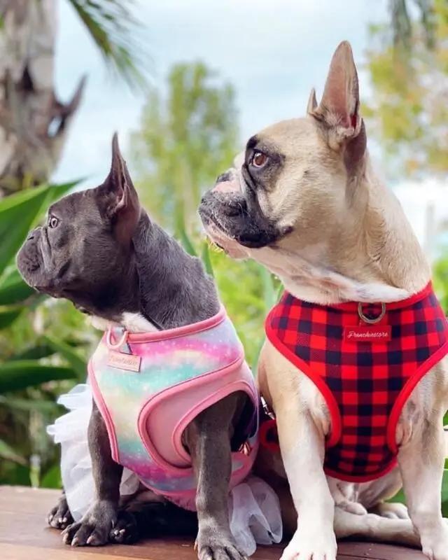 狗狗打嗝怎么办快速止嗝方法,小狗狗打嗝怎么办快速止嗝