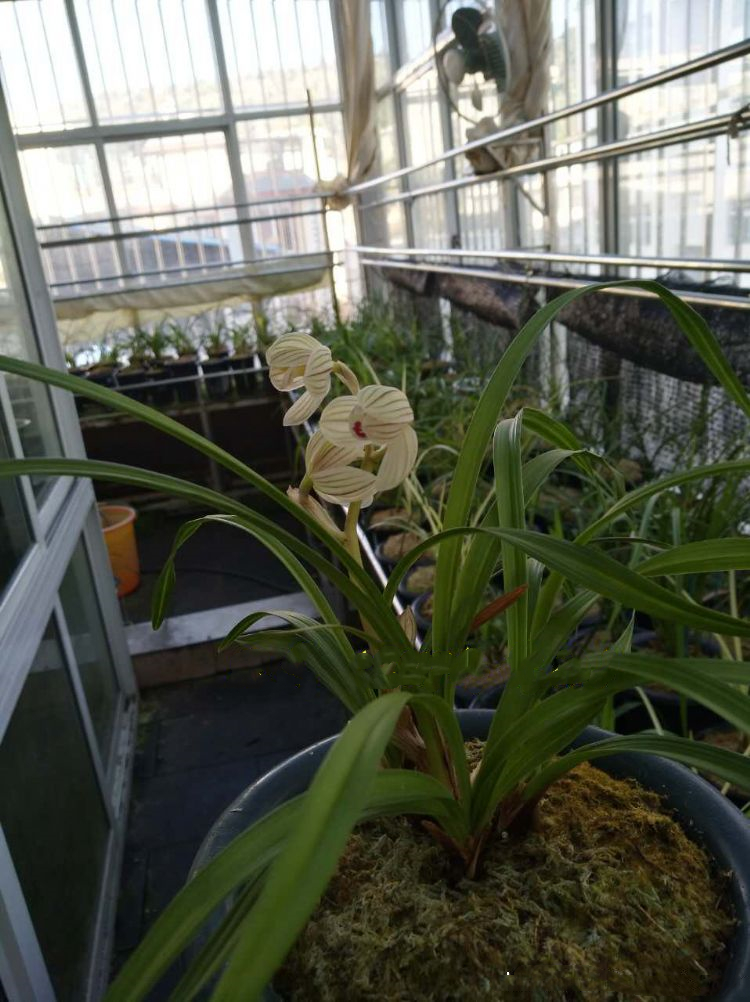 他花重金收购一棵兰花，并以妻子之名命名，后来该花叱咤兰界多年