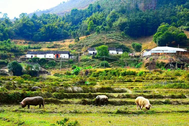 生态猪的养殖技术和方法,生态猪的养殖方法和销量