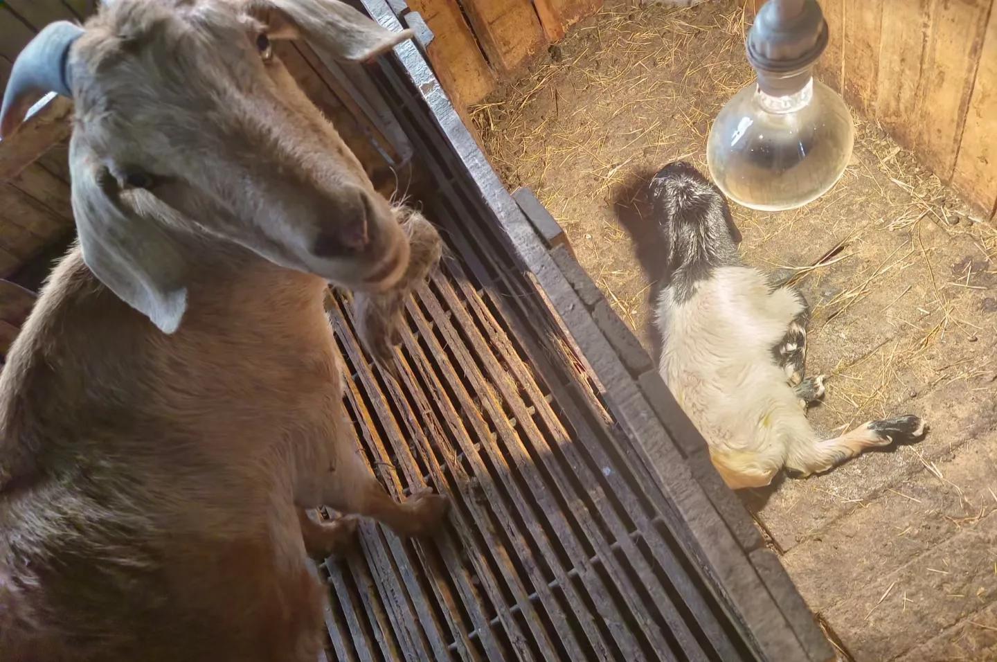 养羊母羊产后管理,养羊新生羔羊的护理视频