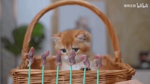 六百万网红想洗白反被封，他哭了狗笑了？网友：他活该