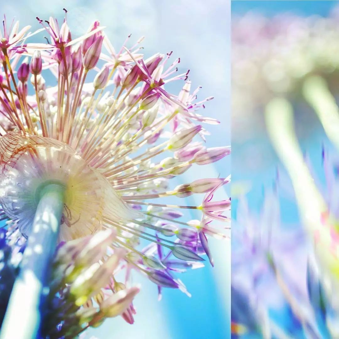 闀垮緱鍍忚冻鐞冧竴鏍风殑妞嶇墿,鍜岃冻鐞冩湁鍏崇殑妞嶇墿