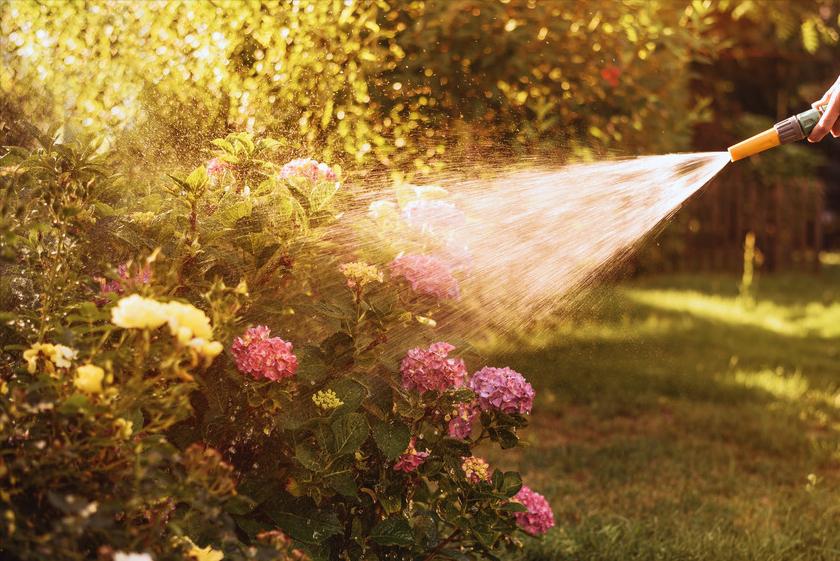 千年木尖发黄干枯怎么办,千年木干尖黄叶是怎么回事