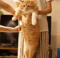 有几种行为让猫咪以为你不要它了,猫咪的这些坏习惯真的很令人头疼