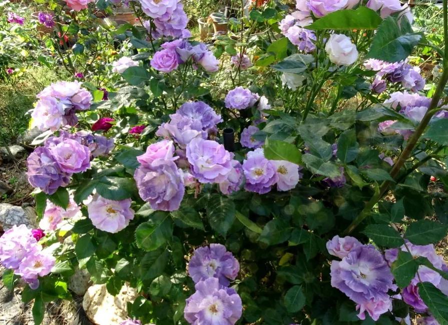 蓝色梦想树月季,蓝色梦想与什么蓝月季一样