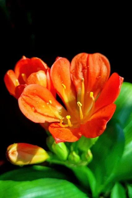 君子兰属兰花,君子兰兰花咋养