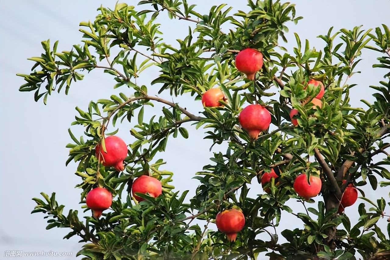 盆栽石榴开花前期管理方法图片,盆栽石榴怎样养护才能开花结果